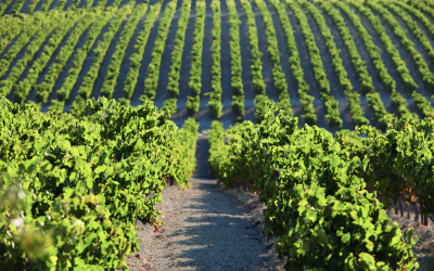 JEREZ LIDERA EL ENOTURISMO EN ESPAÑA CON CASI MEDIO MILLÓN DE VISITANTES