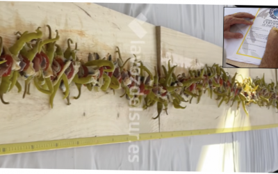 JEREZ BATE EL OFFICIAL WORLD RECORD CON SU GILDA DE  5,2 METROS: ANCHOA, BOQUERÓN PIPARRA, TOMATE SEMISECO Y CEBOLLITA ENCURTIDA